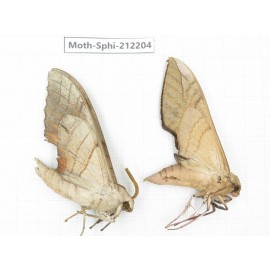 Sphingidae sp. China, Yunnan, Dali, S of Mt.Cangshan. 2Pcs. Moth-Sphi-212204.
