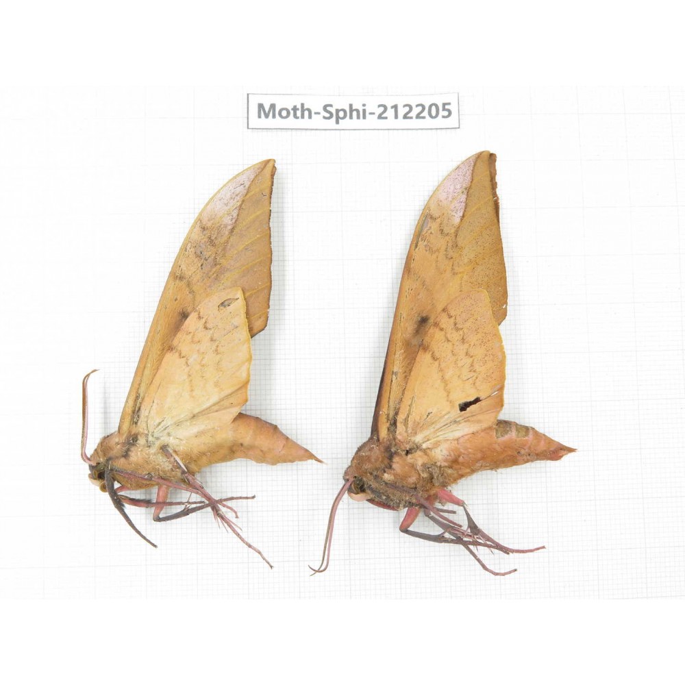 Sphingidae sp. China, Yunnan, Dali, S of Mt.Cangshan. 2Pcs. Moth-Sphi-212205.