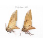 Sphingidae sp. China, Yunnan, Dali, S of Mt.Cangshan. 2Pcs. Moth-Sphi-212205.