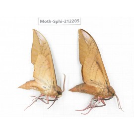 Sphingidae sp. China, Yunnan, Dali, S of Mt.Cangshan. 2Pcs. Moth-Sphi-212205.