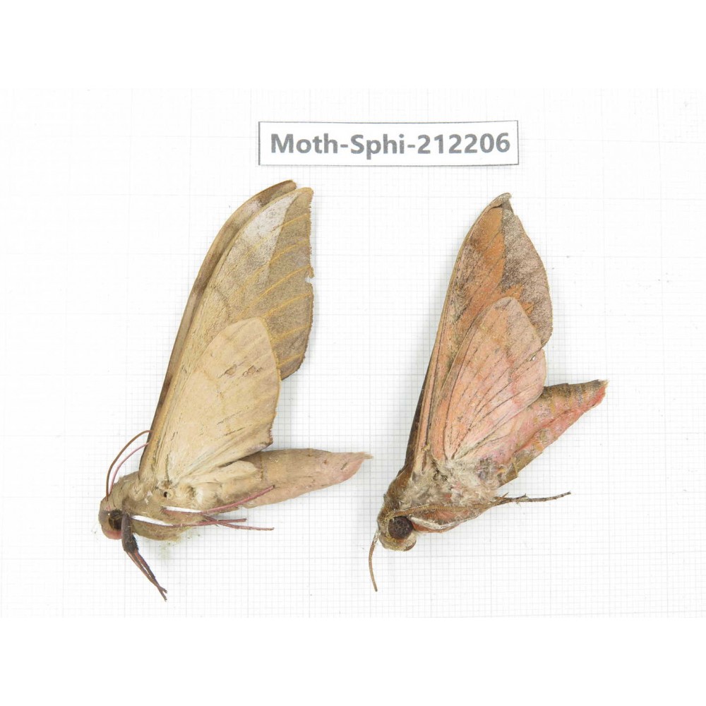 Sphingidae sp. China, Yunnan, Dali, S of Mt.Cangshan. 2Pcs. Moth-Sphi-212206.