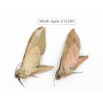 Sphingidae sp. China, Yunnan, Dali, S of Mt.Cangshan. 2Pcs. Moth-Sphi-212206.