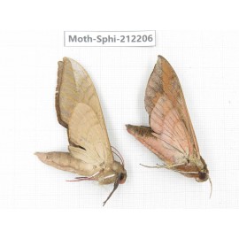Sphingidae sp. China, Yunnan, Dali, S of Mt.Cangshan. 2Pcs. Moth-Sphi-212206.