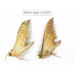Sphingidae sp. China, Yunnan, Dali, S of Mt.Cangshan. 2Pcs. Moth-Sphi-212207.