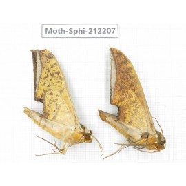 Sphingidae sp. China, Yunnan, Dali, S of Mt.Cangshan. 2Pcs. Moth-Sphi-212207.