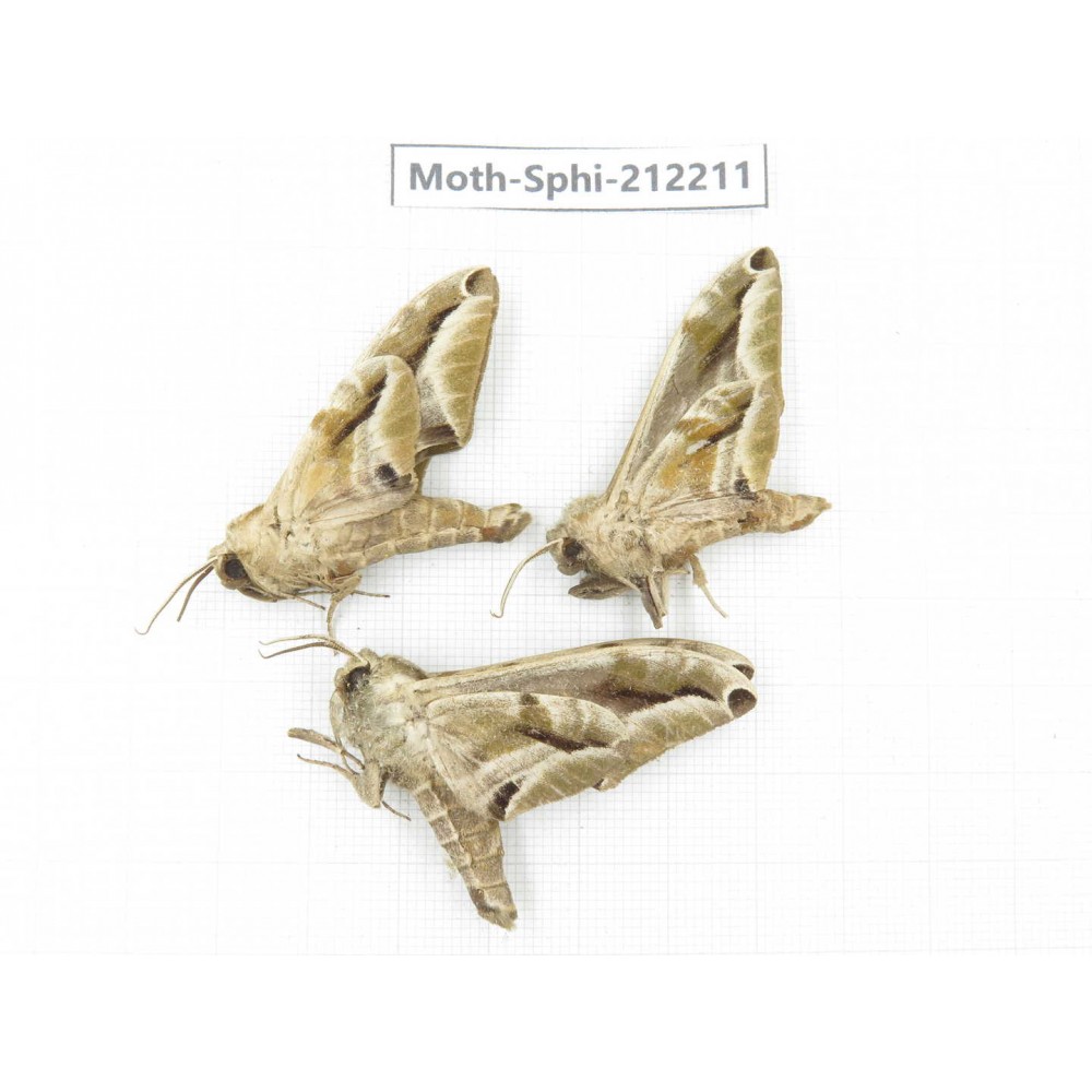 Sphingidae sp. China, Yunnan, Dali, S of Mt.Cangshan. 3Pcs. Moth-Sphi-212211.