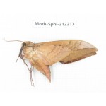 Sphingidae sp. China, Yunnan, Dali, S of Mt.Cangshan. 1Pcs. Moth-Sphi-212213.