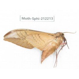 Sphingidae sp. China, Yunnan, Dali, S of Mt.Cangshan. 1Pcs. Moth-Sphi-212213.
