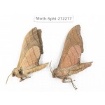 Sphingidae sp. China, Yunnan, Dali, S of Mt.Cangshan. 2Pcs. Moth-Sphi-212217.