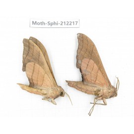 Sphingidae sp. China, Yunnan, Dali, S of Mt.Cangshan. 2Pcs. Moth-Sphi-212217.