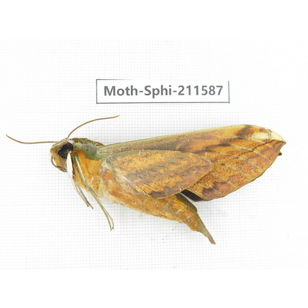 Sphingidae sp. China, Yunnan, Dehong area, Longchuan county. 1Pcs. Moth-Sphi-211587.