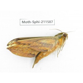 Sphingidae sp. China, Yunnan, Dehong area, Longchuan county. 1Pcs. Moth-Sphi-211587.