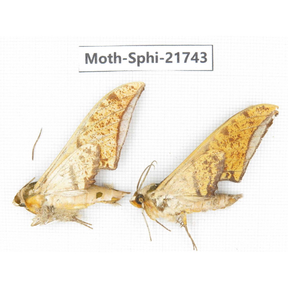 Sphingidae sp. China, Yunnan, Dehong area, Longchuan county. 2M. Moth-Sphi-21743.