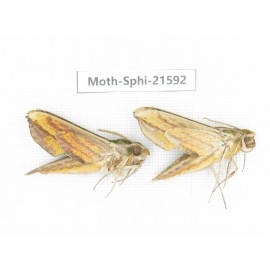 Sphingidae sp. China, Yunnan, Dehong area, Longchuan county. 2M. Moth-Sphi-21592.