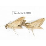 Sphingidae sp. China, Yunnan, Dehong area, Longchuan county. 2M. Moth-Sphi-21606.