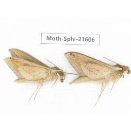 Sphingidae sp. China, Yunnan, Dehong area, Longchuan county. 2M. Moth-Sphi-21606.