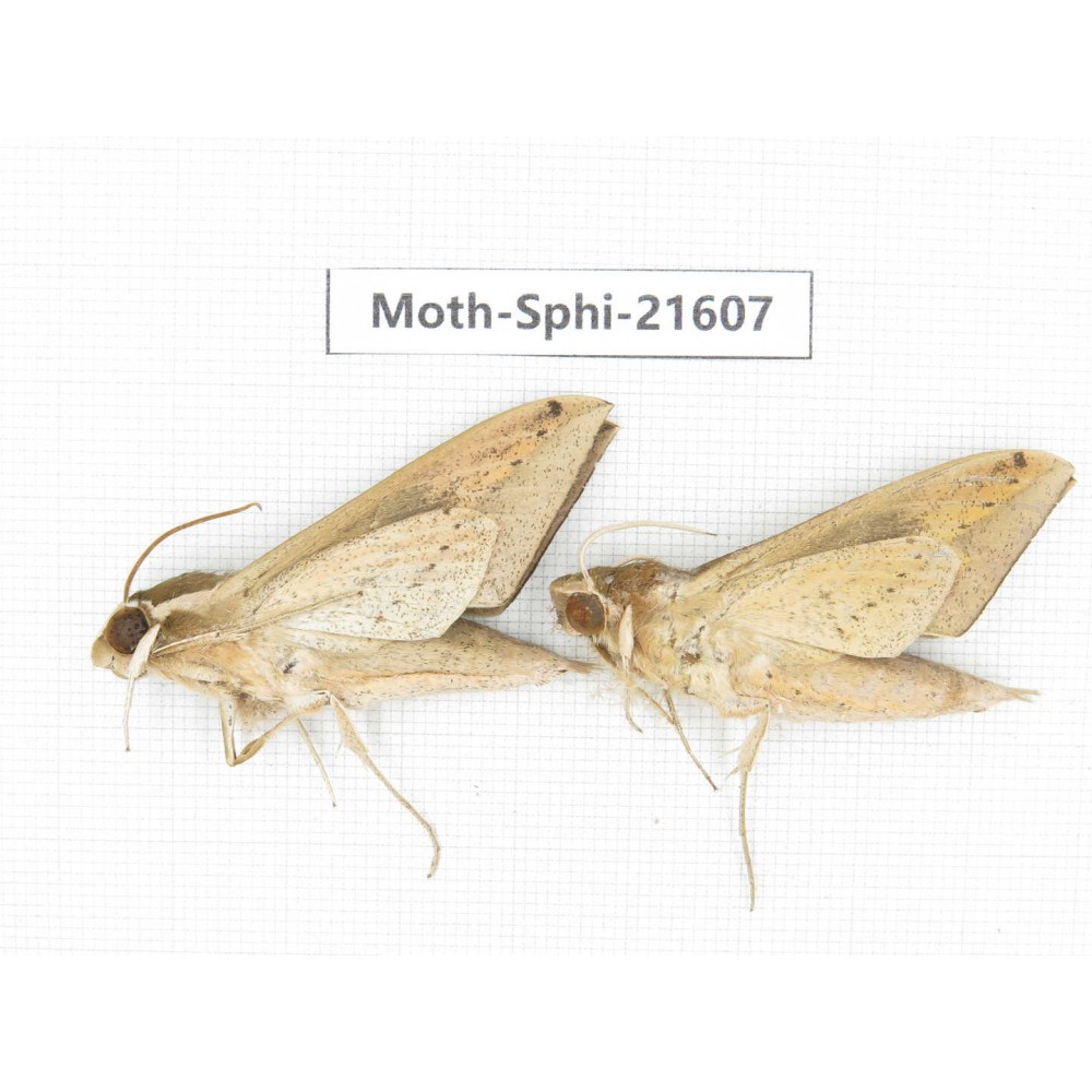 Sphingidae sp. China, Yunnan, Dehong area, Longchuan county. 2M. Moth-Sphi-21607.