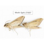 Sphingidae sp. China, Yunnan, Dehong area, Longchuan county. 2M. Moth-Sphi-21607.