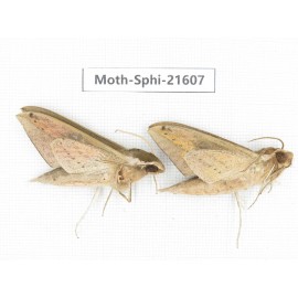 Sphingidae sp. China, Yunnan, Dehong area, Longchuan county. 2M. Moth-Sphi-21607.