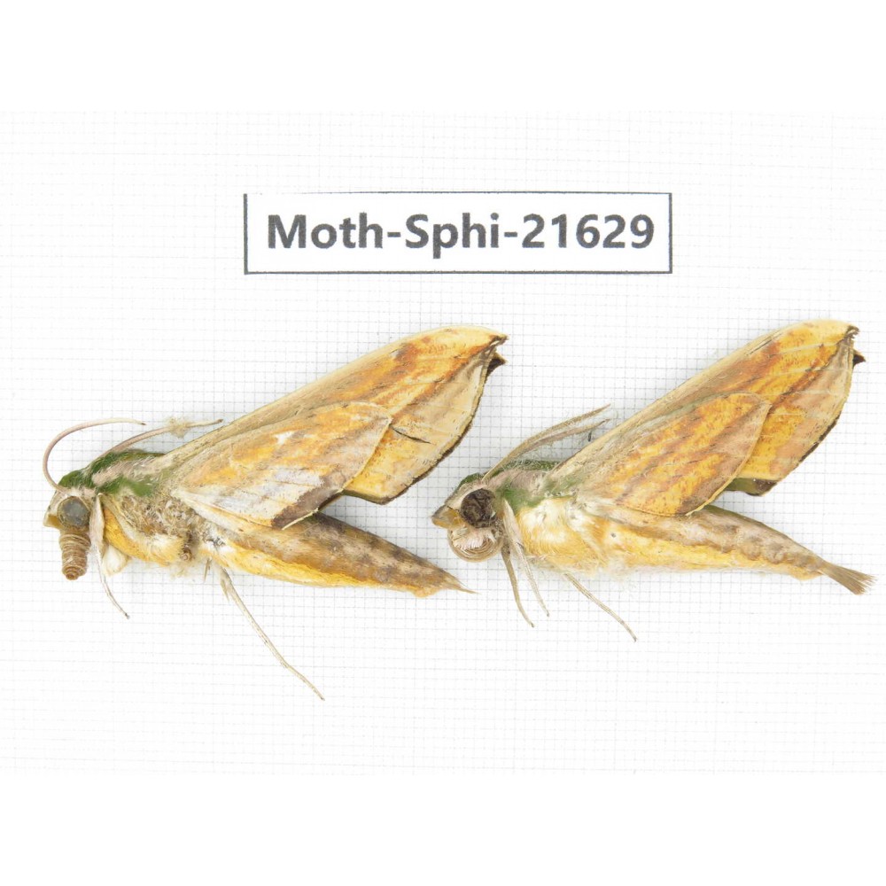 Sphingidae sp. China, Yunnan, Dehong area, Longchuan county. 2M. Moth-Sphi-21629.