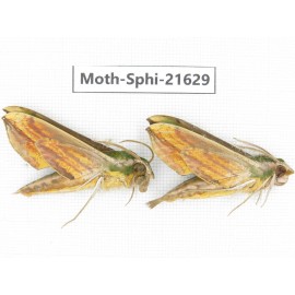 Sphingidae sp. China, Yunnan, Dehong area, Longchuan county. 2M. Moth-Sphi-21629.