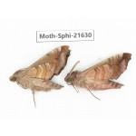 Sphingidae sp. China, Yunnan, Dehong area, Longchuan county. 2M. Moth-Sphi-21630.