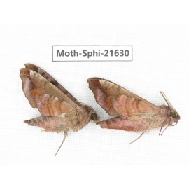 Sphingidae sp. China, Yunnan, Dehong area, Longchuan county. 2M. Moth-Sphi-21630.