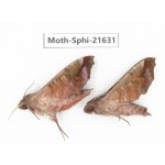 Sphingidae sp. China, Yunnan, Dehong area, Longchuan county. 2M. Moth-Sphi-21631.