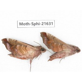 Sphingidae sp. China, Yunnan, Dehong area, Longchuan county. 2M. Moth-Sphi-21631.