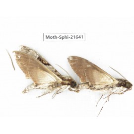 Sphingidae sp. China, Yunnan, Dehong area, Longchuan county. 2M. Moth-Sphi-21641.