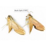 Sphingidae sp. China, Yunnan, Dehong area, Longchuan county. 2M. Moth-Sphi-21665.