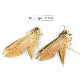 Sphingidae sp. China, Yunnan, Dehong area, Longchuan county. 2M. Moth-Sphi-21665.