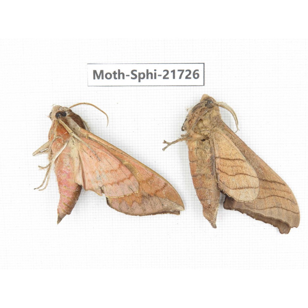 Sphingidae sp. China, Yunnan, Dehong area, Longchuan county. 2M. Moth-Sphi-21726.