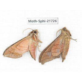 Sphingidae sp. China, Yunnan, Dehong area, Longchuan county. 2M. Moth-Sphi-21726.