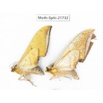 Sphingidae sp. China, Yunnan, Dehong area, Longchuan county. 2M. Moth-Sphi-21732.