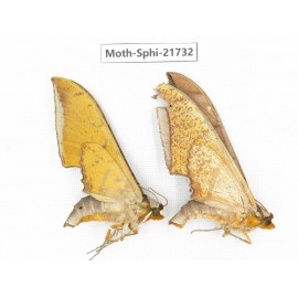 Sphingidae sp. China, Yunnan, Dehong area, Longchuan county. 2M. Moth-Sphi-21732.