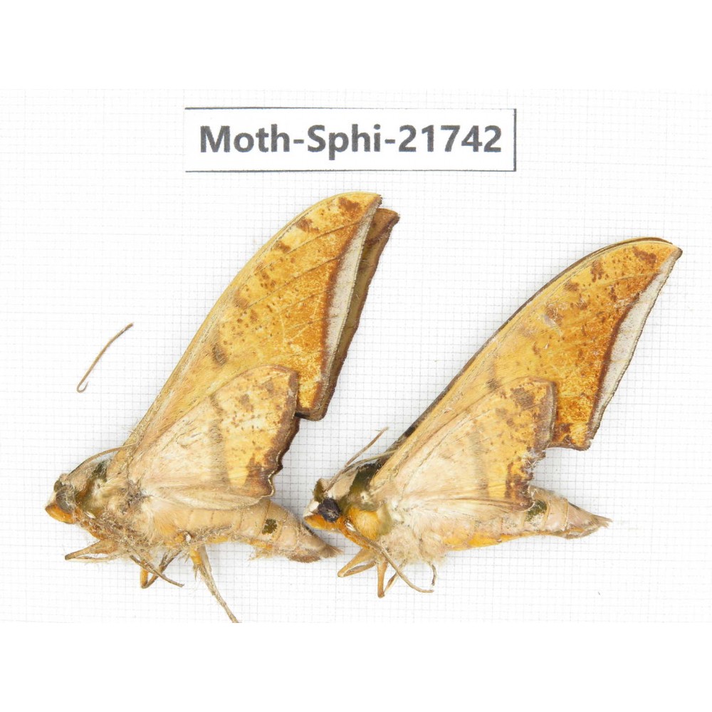 Sphingidae sp. China, Yunnan, Dehong area, Longchuan county. 2M. Moth-Sphi-21742.