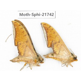 Sphingidae sp. China, Yunnan, Dehong area, Longchuan county. 2M. Moth-Sphi-21742.