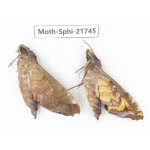 Sphingidae sp. China, Yunnan, Dehong area, Longchuan county. 2M. Moth-Sphi-21745.