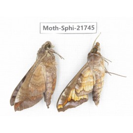 Sphingidae sp. China, Yunnan, Dehong area, Longchuan county. 2M. Moth-Sphi-21745.