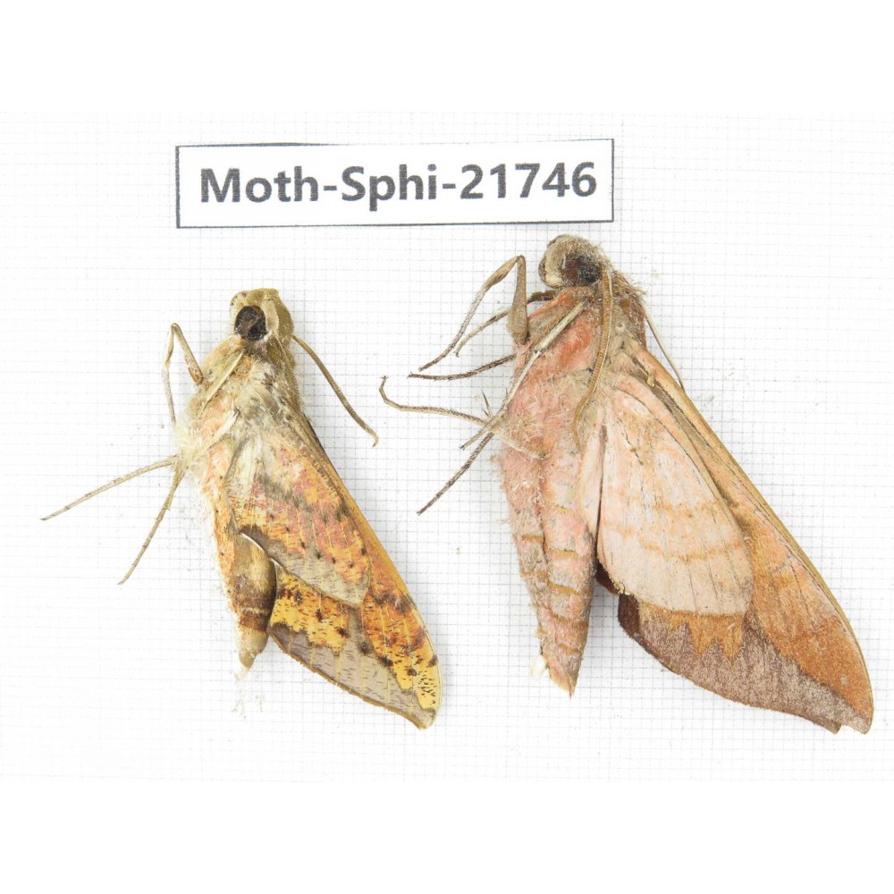 Sphingidae sp. China, Yunnan, Dehong area, Longchuan county. 2M. Moth-Sphi-21746.
