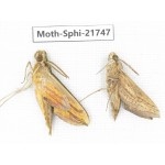 Sphingidae sp. China, Yunnan, Dehong area, Longchuan county. 2M. Moth-Sphi-21747.