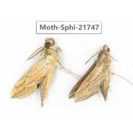 Sphingidae sp. China, Yunnan, Dehong area, Longchuan county. 2M. Moth-Sphi-21747.