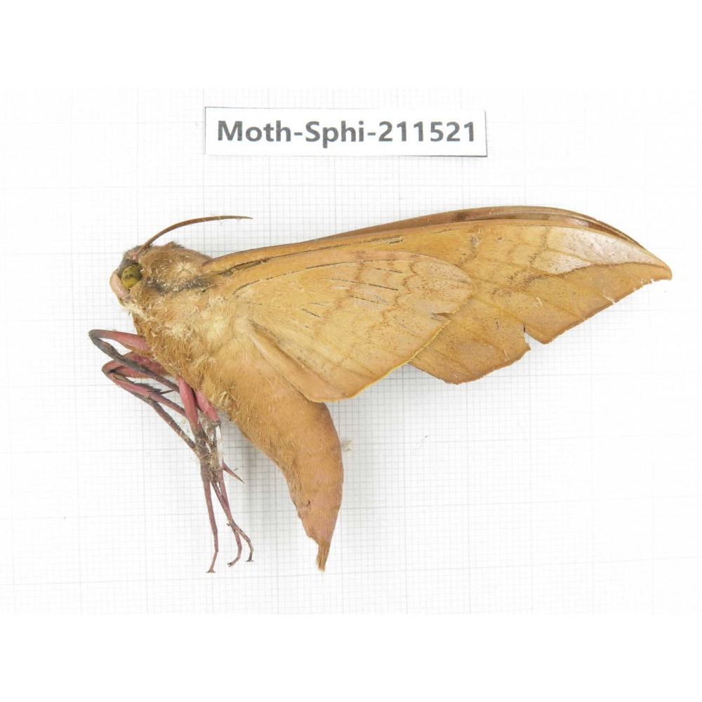 Sphingidae sp. China, Yunnan, Dehong, Yingjiang county. 1Pcs. Moth-Sphi-211521.