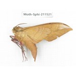Sphingidae sp. China, Yunnan, Dehong, Yingjiang county. 1Pcs. Moth-Sphi-211521.