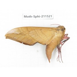Sphingidae sp. China, Yunnan, Dehong, Yingjiang county. 1Pcs. Moth-Sphi-211521.