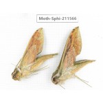 Sphingidae sp. China, Yunnan, Dehong, Yingjiang county. 2Pcs. Moth-Sphi-211566.