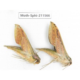 Sphingidae sp. China, Yunnan, Dehong, Yingjiang county. 2Pcs. Moth-Sphi-211566.