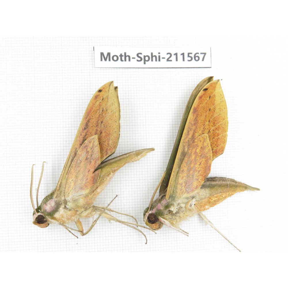 Sphingidae sp. China, Yunnan, Dehong, Yingjiang county. 2Pcs. Moth-Sphi-211567.