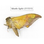 Sphingidae sp. China, Yunnan, Dehong, Yingjiang county. 1Pcs. Moth-Sphi-211515.